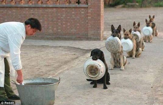 中国警犬学院