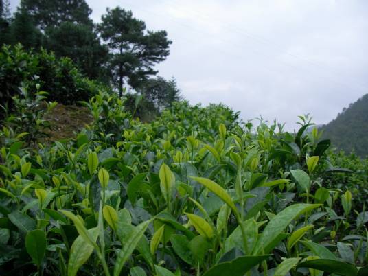 宛田大叶茶
