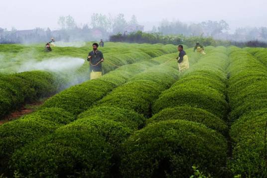 国际茶叶市场出口规范标准