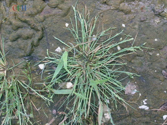 布达尔碱茅