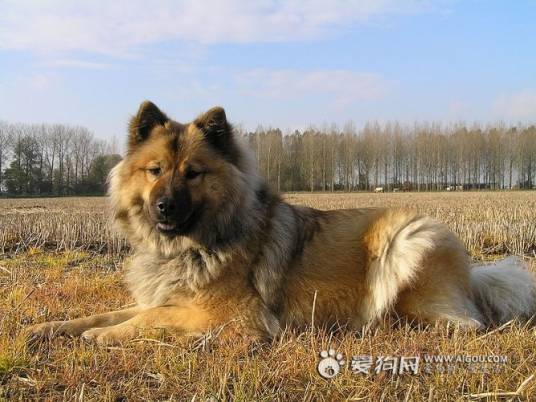 欧亚大陆犬