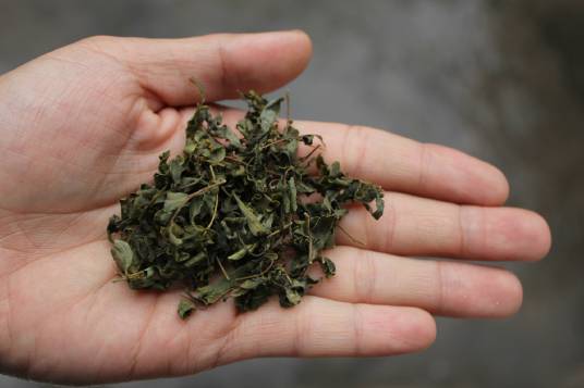 酸枣叶茶