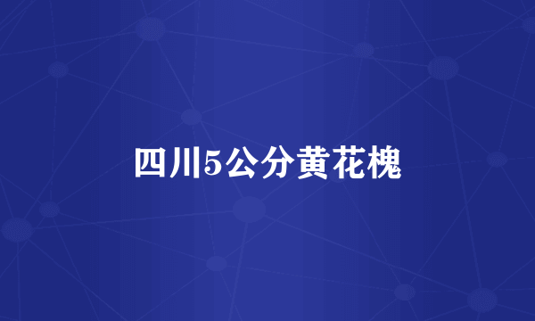 四川5公分黄花槐