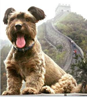 宠物狗奥斯卡