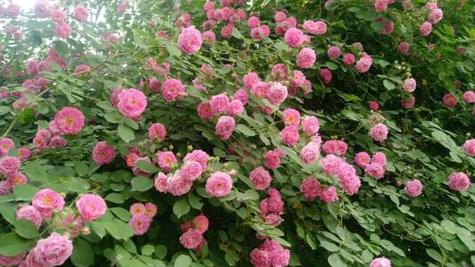 杂技表演（蔷薇科蔷薇属植物）