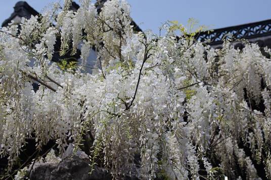 白花紫藤