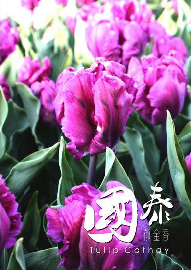 国泰（彭丽媛命名的荷兰郁金香品种）