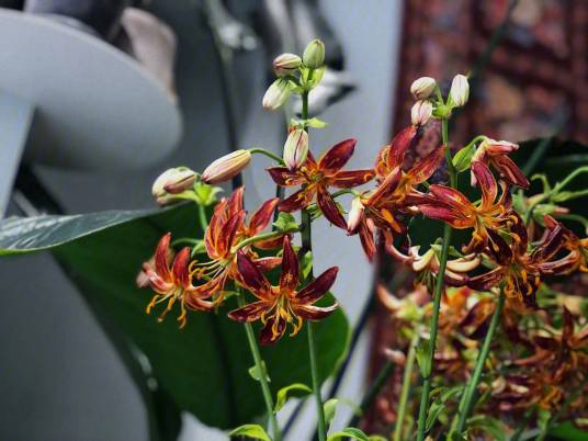 欧洲百合