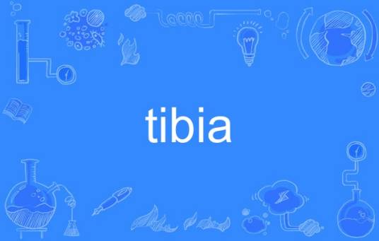 tibia