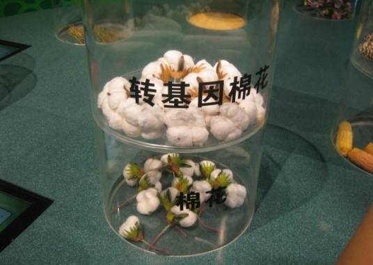 转基因种子