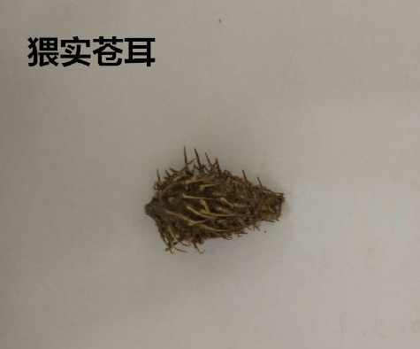 猬实苍耳