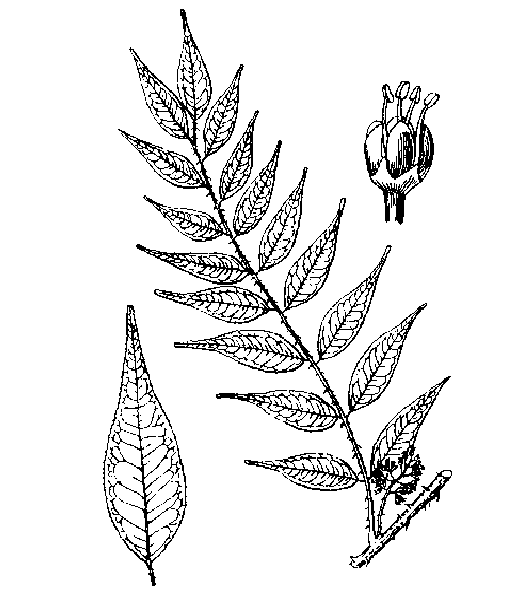 蜈蚣刺（中药）