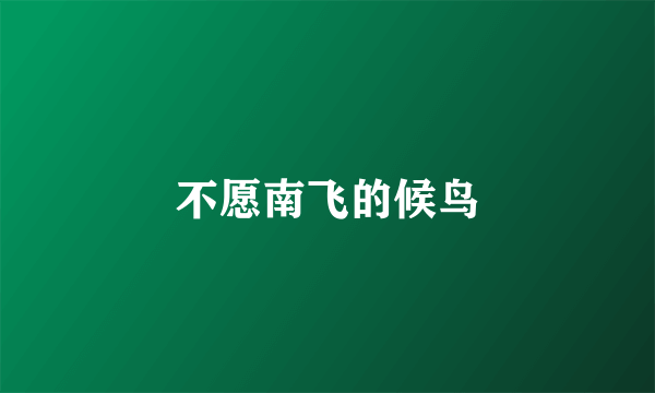 不愿南飞的候鸟