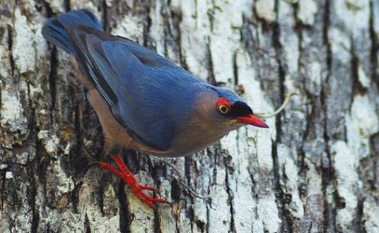 绒额鳾棉兰老岛亚种