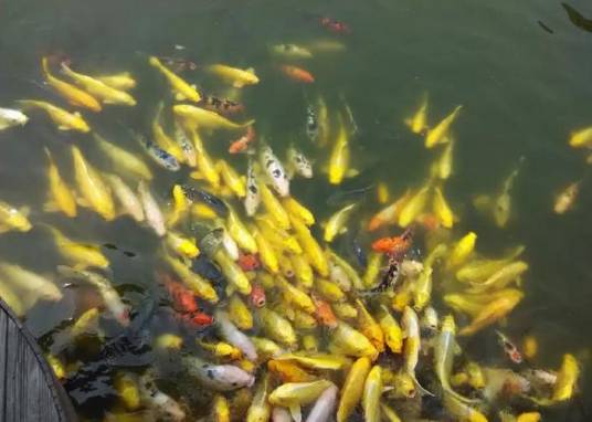 锦鲤的食性