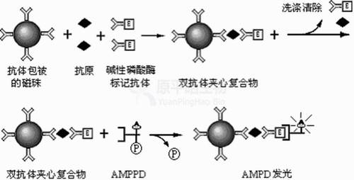 化学发光剂