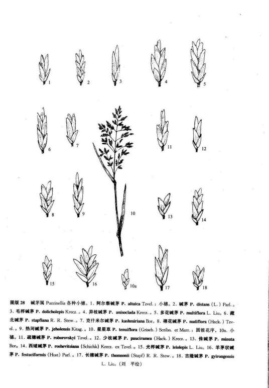 克什米尔碱茅
