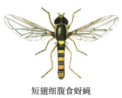 短翅细腹食蚜蝇