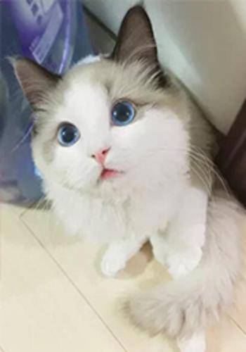 妈妈，这里有猫开挂啊！