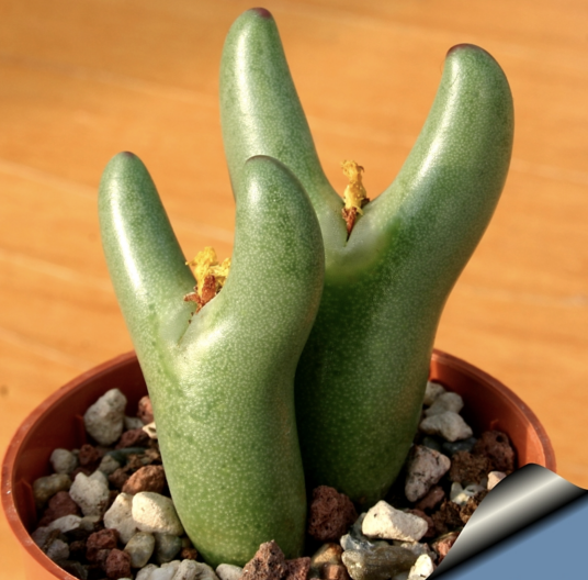 少将（番杏科肉锥花属植物）