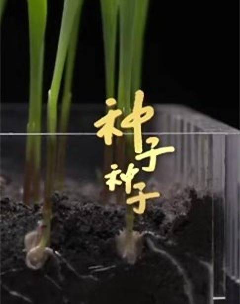 种子种子（2022年张菁执导的纪录片）