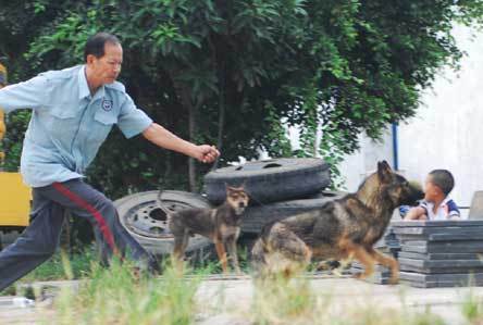 厦门经济特区养犬管理办法