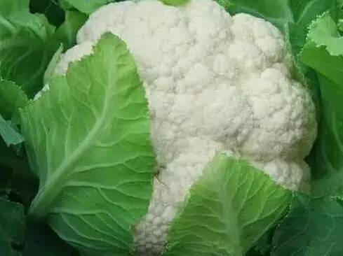 雪洁70
