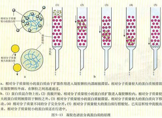 凝胶渗透色谱