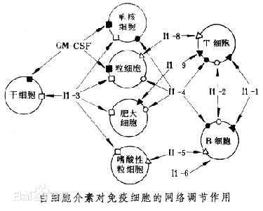 白细胞介素-11