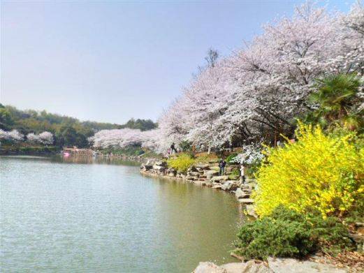 盛世闻樱旅游景区