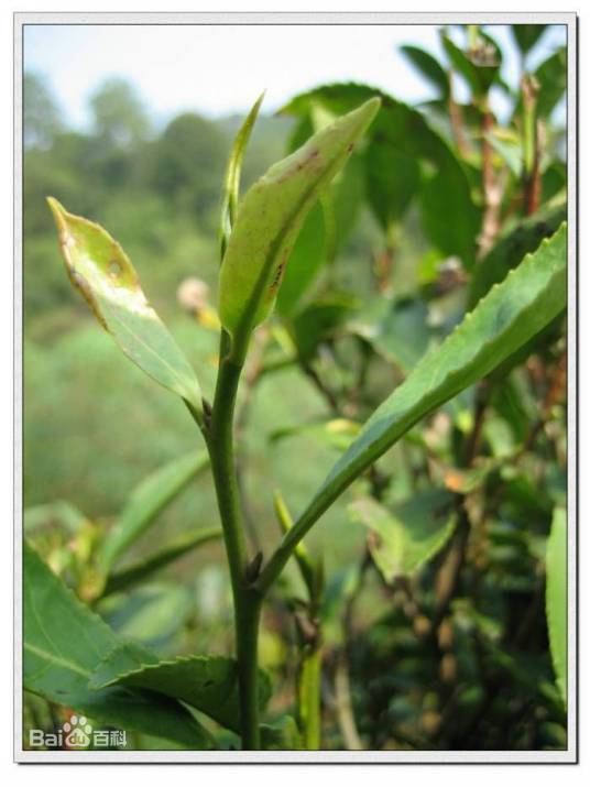 六堡茶生态旅游区