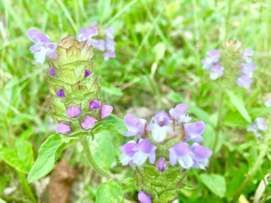 夏枯草（唇形科夏枯草属植物）