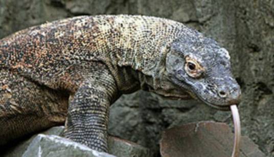 巨蜥（巨蜥科巨蜥属动物）