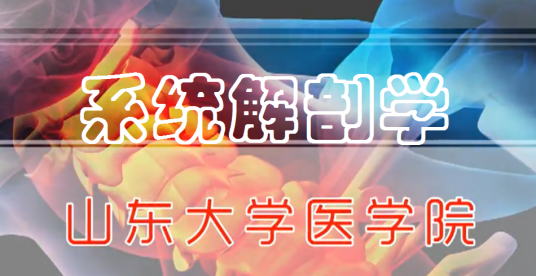 系统解剖学（山东大学建设的慕课）