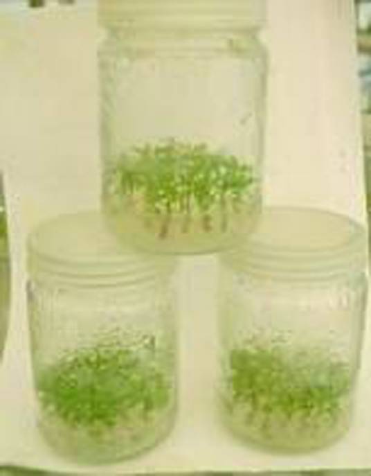 植物细胞工程（概念）