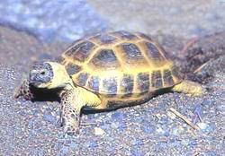 阿富汗四爪陆龟