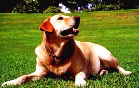 拉布拉多猎犬(起源于加拿大纽芬兰岛的一种猎犬)