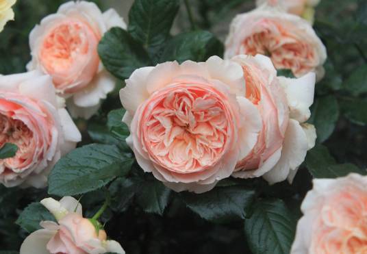 欧月(2000年以后欧洲引进月季)