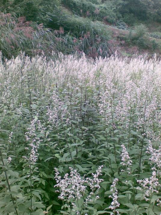 六月霜（常绿多年生草本）