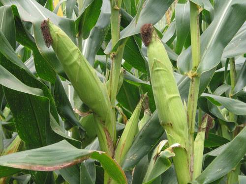 中单909（国审玉2011011）