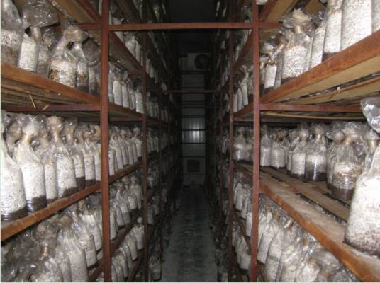 白色农业（专业术语）