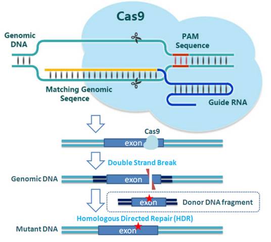 CRISPR-Cas9