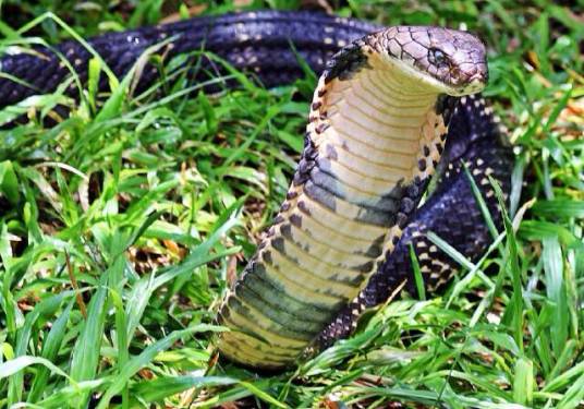 眼镜王蛇(眼镜蛇科眼镜王蛇属的前沟牙类毒蛇)