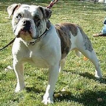 阿拉帕哈兰血斗牛犬