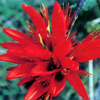 刺桐花(福建省泉州市市花)