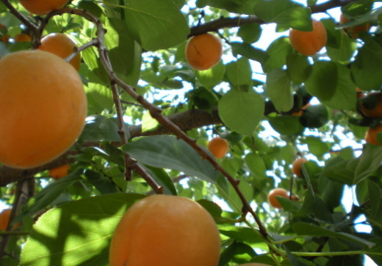 东北杏无性系800号