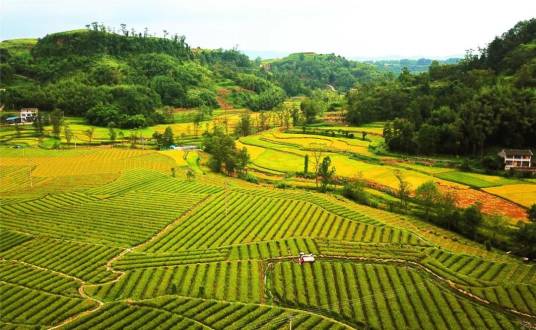 银杏村（重庆市梁平区新盛镇下辖村）