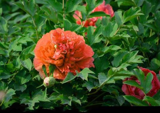 伦敦（百合属栽培品种）