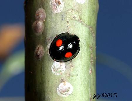 闪蓝红点唇瓢虫