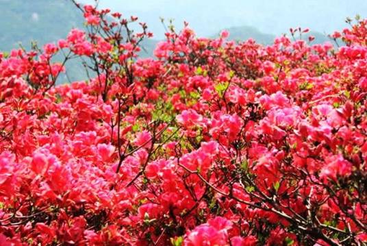 映山红（刊物）